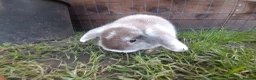 Mini Lop rabbits for sale: Gorgeous mini lops in Shildon - Advert 2