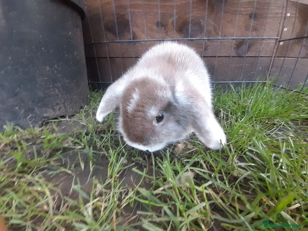 Mini Lop rabbits for sale: Gorgeous mini lops in Shildon - Advert 2