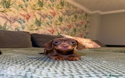 Miniature Dachshund dogs for sale: 2 male 1 female Miniature Dachshund  - Advert 11