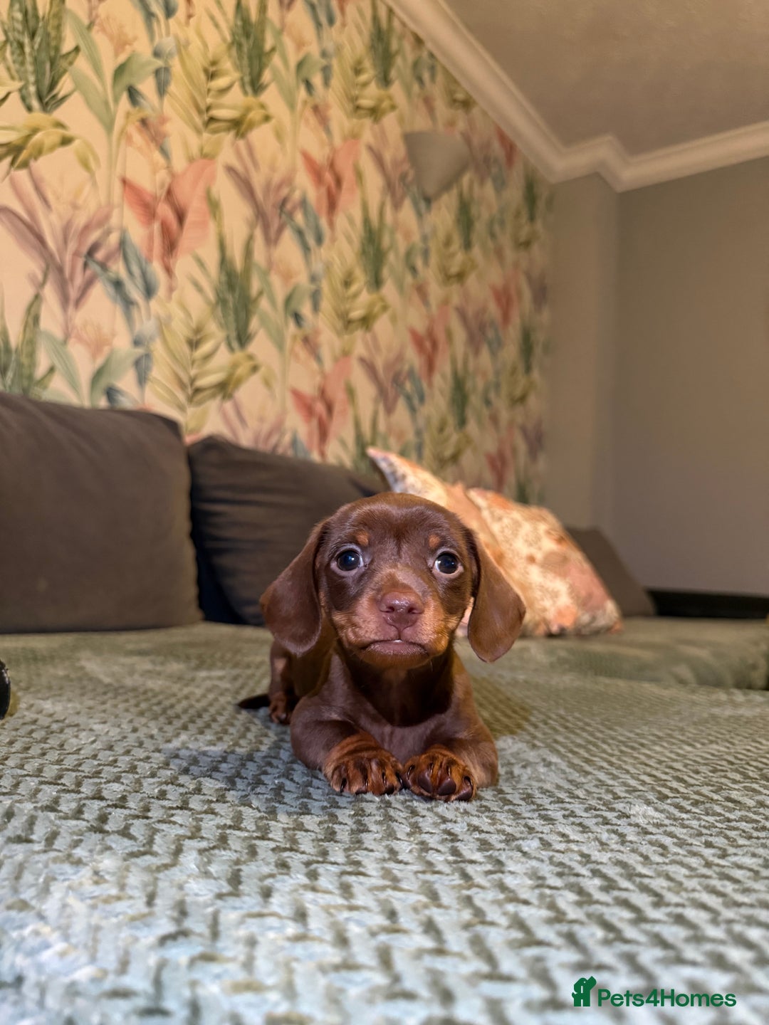 Miniature Dachshund dogs for sale: 2 male 1 female Miniature Dachshund  - Advert 11