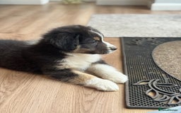 Australian Shepherd dogs for sale: 2 KC registered Australian Shepards remaining! - Image 27