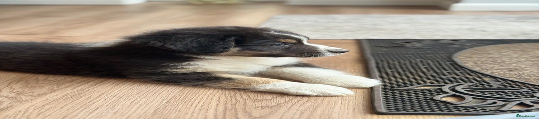 Australian Shepherd Puppy 3