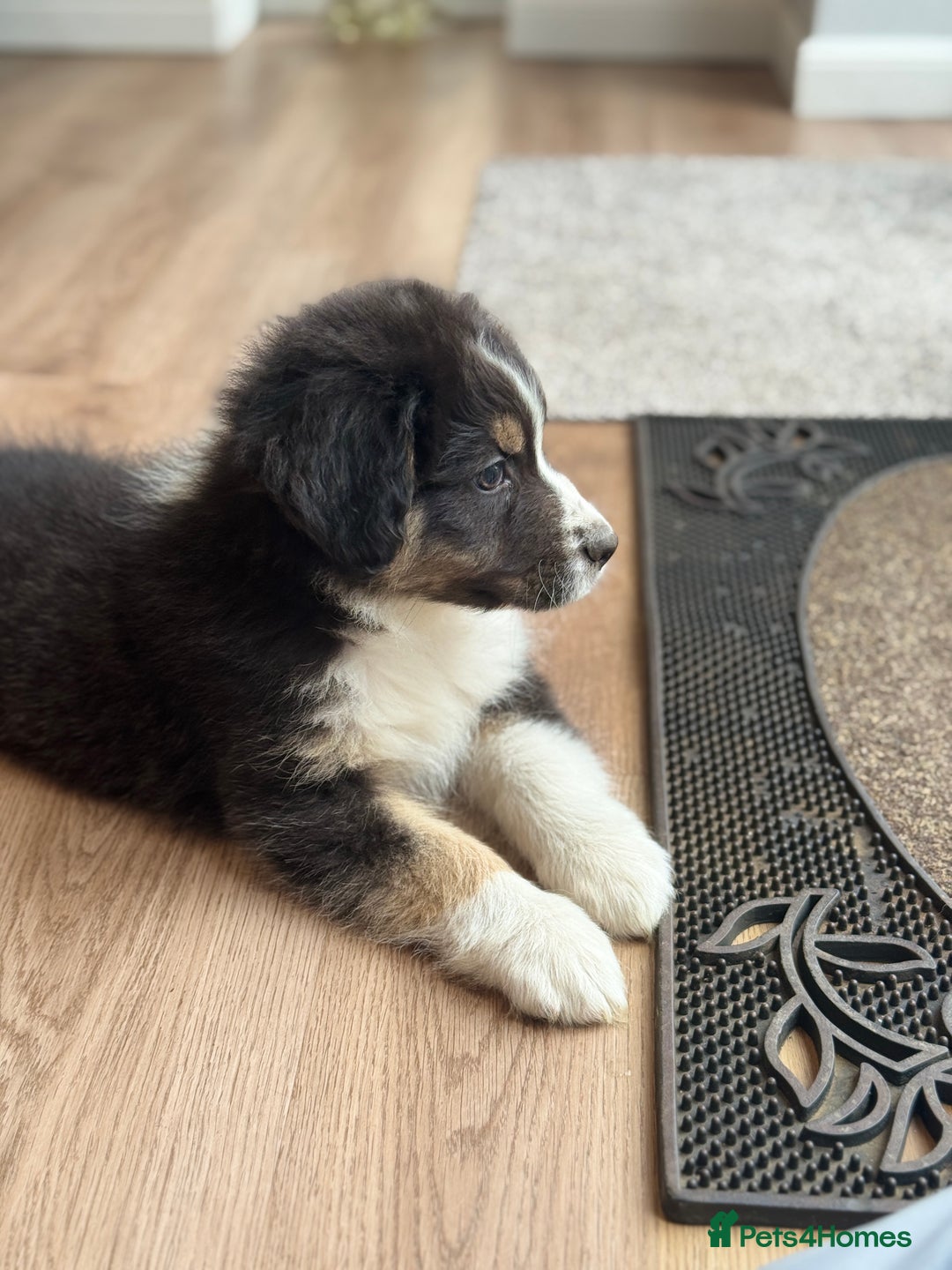 Australian Shepherd dogs for sale: 2 KC registered Australian Shepards remaining! - Image 27
