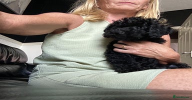 Doxiepoo dogs - Advert 14