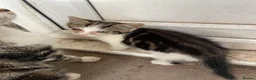 Mixed Breed cats for sale: KITTENS FOR SALE - Advert 3