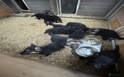 German Shepherd dogs for sale: German shepherd puppies  - Advert 8