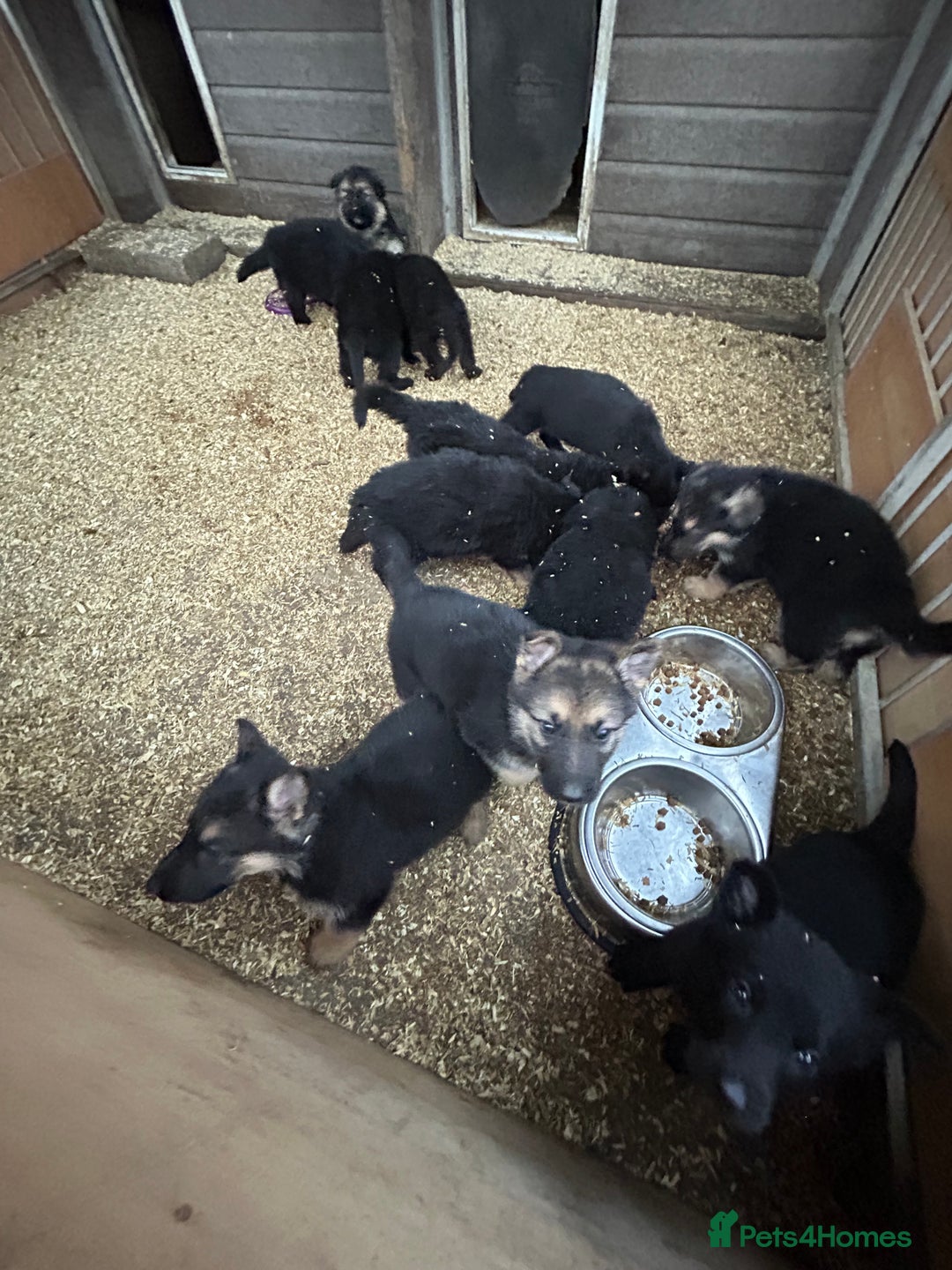 German Shepherd dogs for sale: German shepherd puppies  - Advert 8