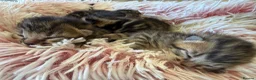Bengal cats for sale: Half Bengal kittens - Advert 19