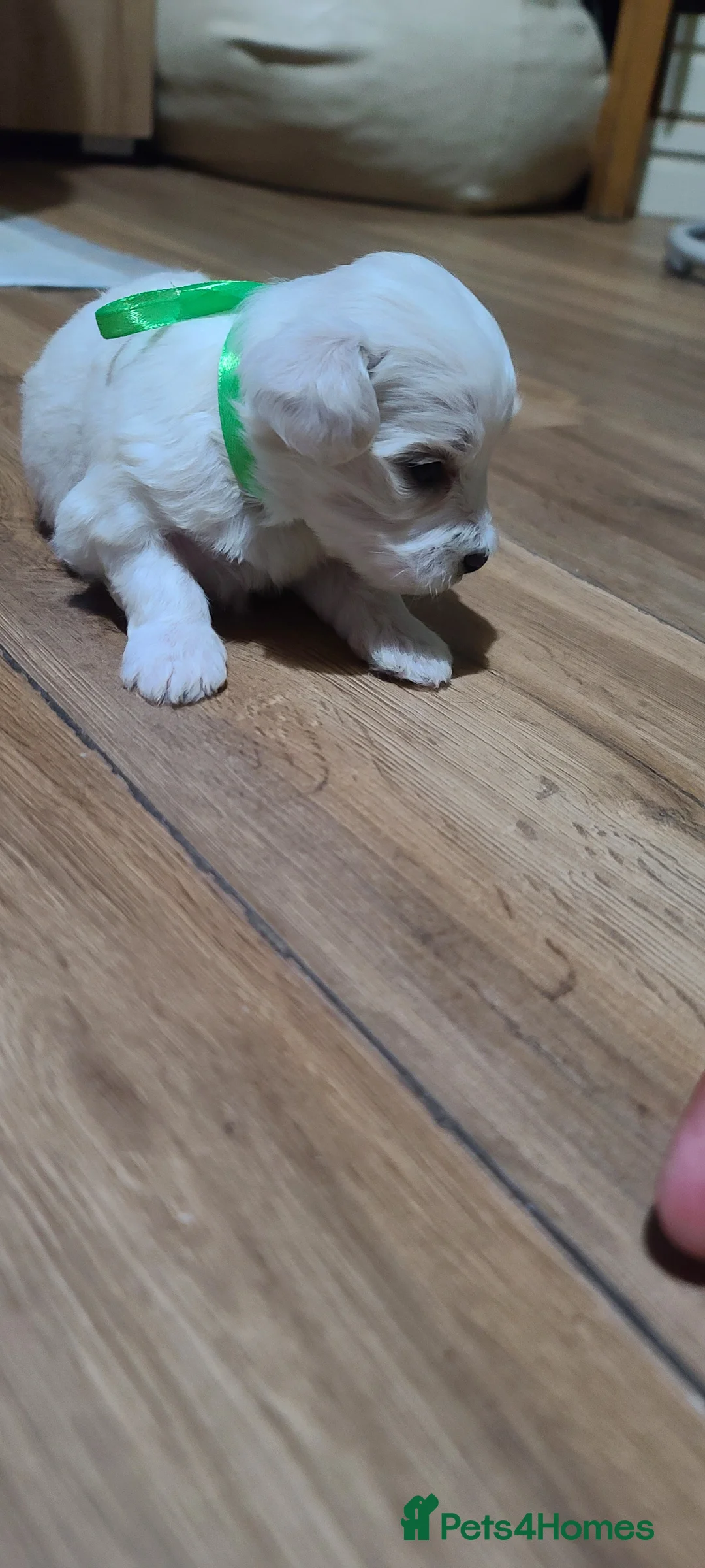 Bichon Frise dogs for sale: 5 beautifuls puppy Bichon Maltese - Advert 2