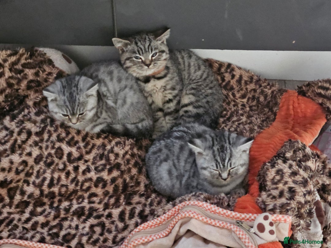 British Shorthair cats for sale: GCCF Reg Chocolate Silver Spotted Tabby BSH Boys - Image 16
