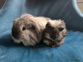 Guinea Pig rodents Father&son long haired swiss californian - Advert 15