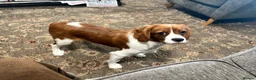 Cavalier King Charles Spaniel dogs for sale: KC Blenheim cavalier King Charles spaniels  - Advert 5