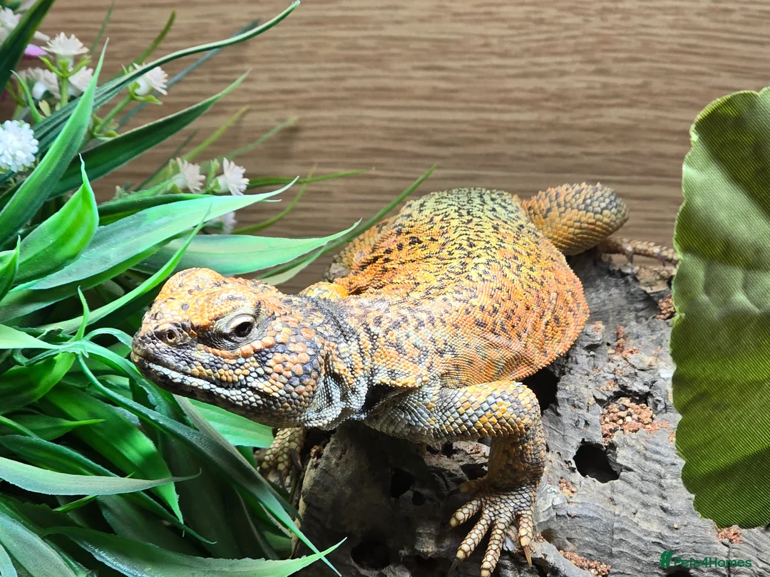 Lizard reptiles for sale: uromastyx nigriventris for sale in Sheffield - Advert 1
