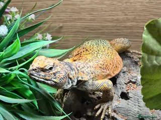 Lizard reptiles uromastyx nigriventris for sale - Advert 4