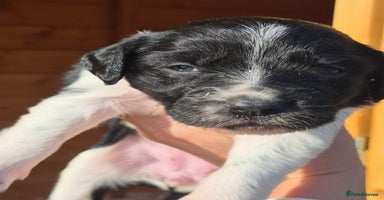 Mixed Breed dogs - Advert 8