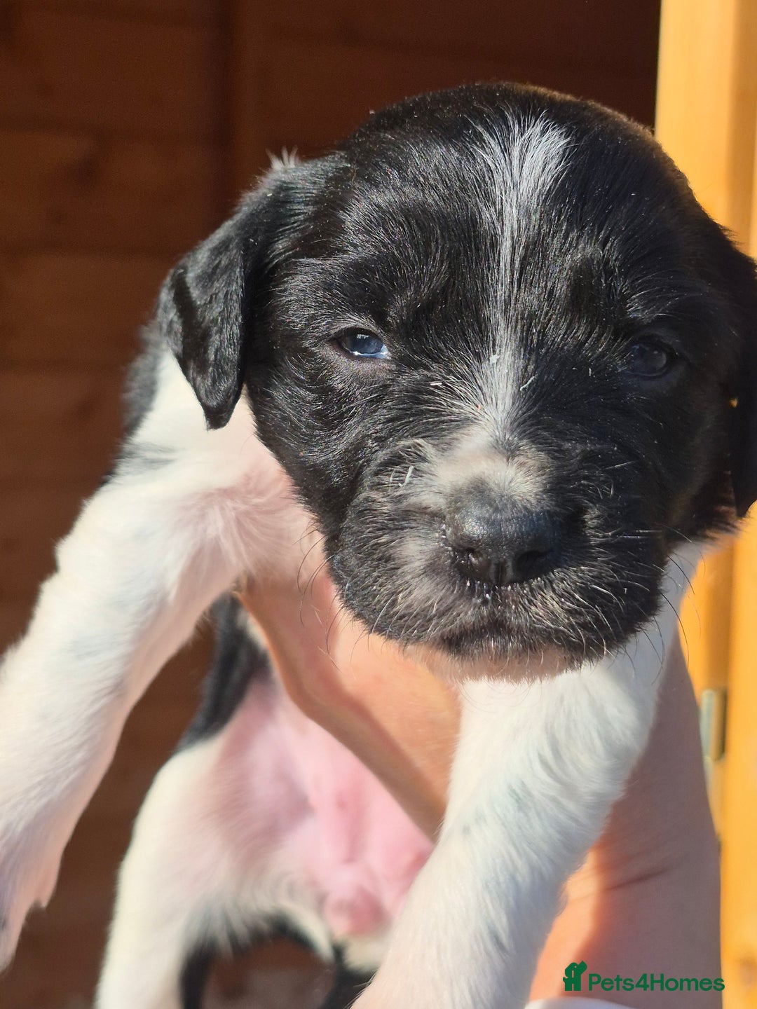 Mixed Breed dogs for sale: Beautiful sprollie puppies  - Image 2