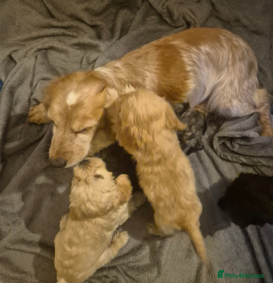 Cockapoo dogs for sale: F1 cockapoo's - ready next week  - Advert 17