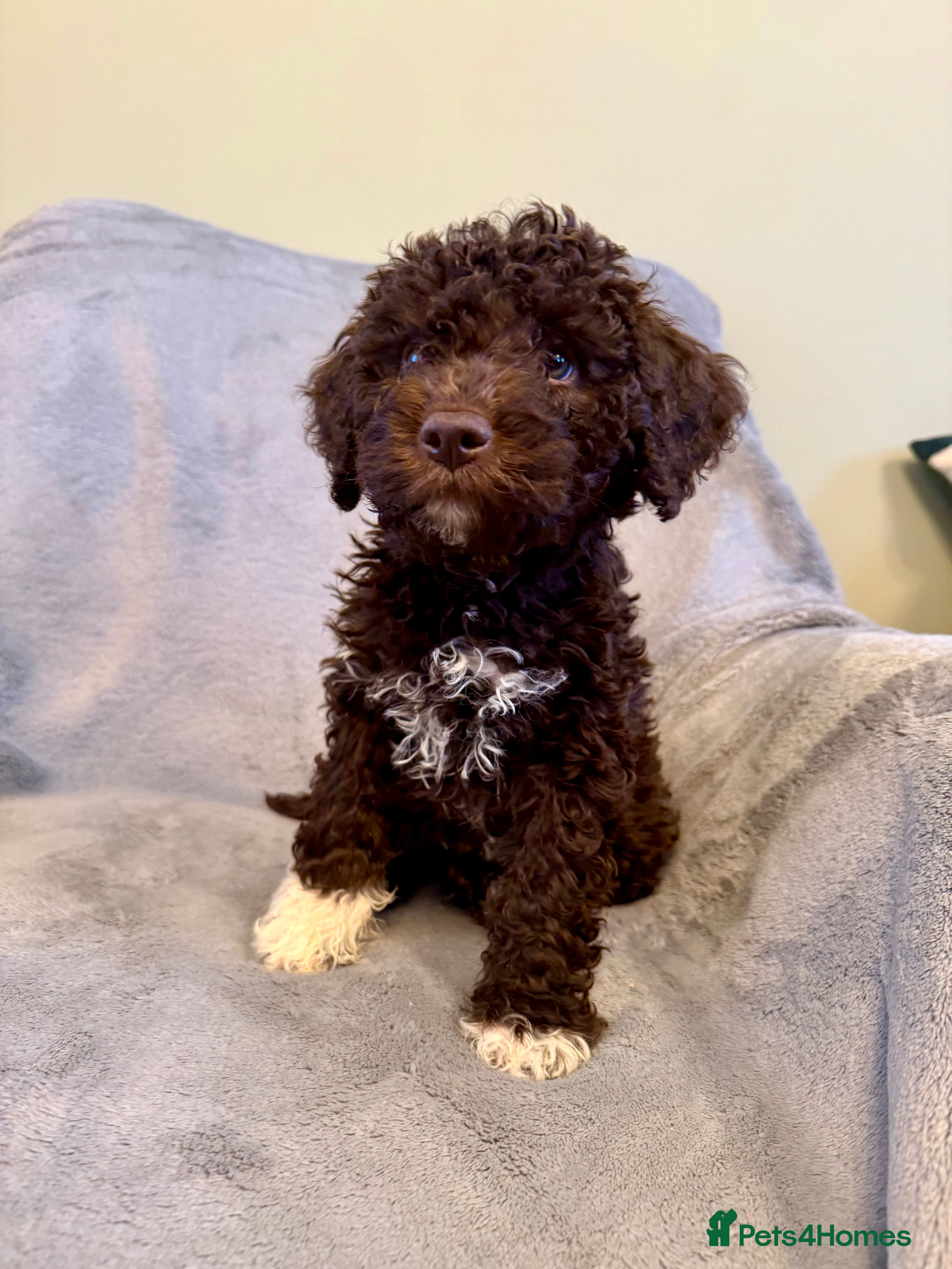 Lagotto Romagnolo dogs ONLY 1 LEFT! Lagotto Romagnolo Puppies - Advert 2