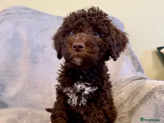 Lagotto Romagnolo dogs ONLY 1 LEFT! Lagotto Romagnolo Puppies - Advert 2