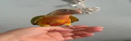 Conures birds for sale: Hand reared conures  - Advert 2