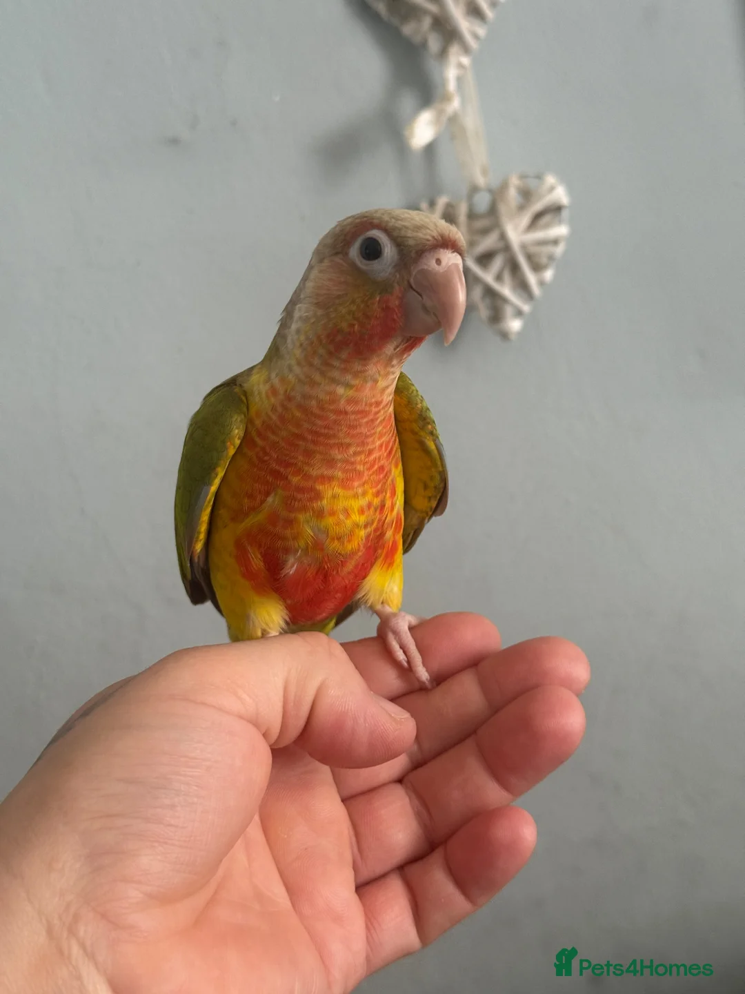 Conures birds for sale: Hand reared conures  - Advert 2