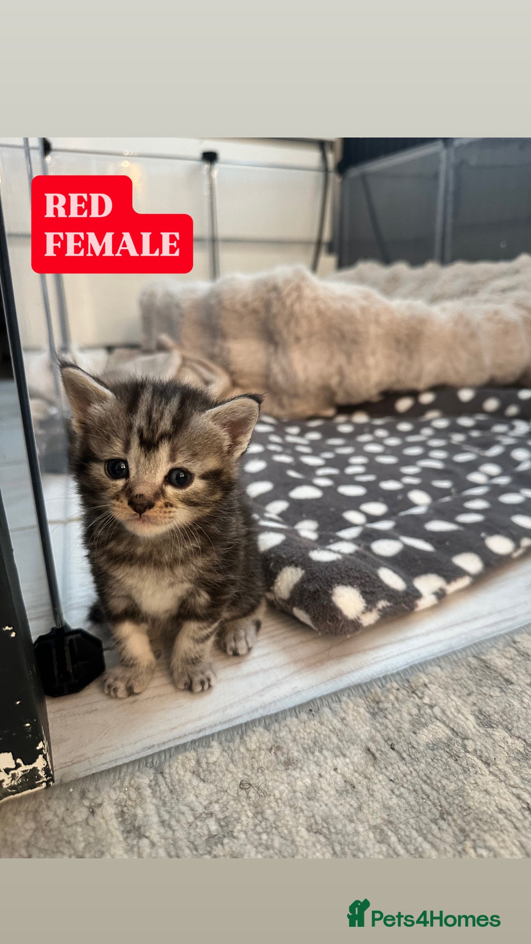 Maine Coon cats for sale: 5 MAINE COON X BABIES FOR SALE  - Advert 3