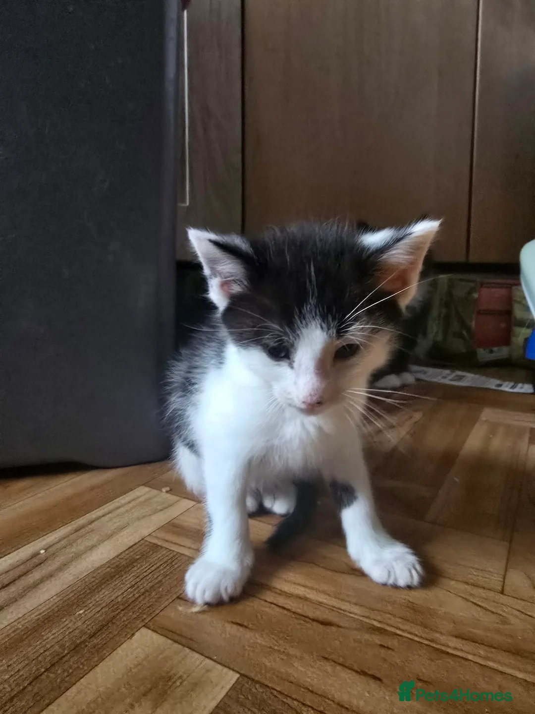 Maine Coon cats for sale: Maine Coon X - Advert 1