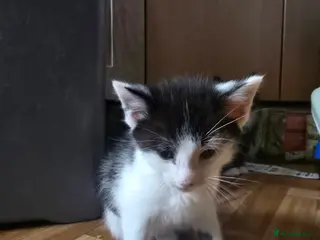 Maine Coon cats Maine Coon X - Advert 1