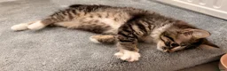 Mixed Breed cats for sale: Maine Coon x Bengal Adorable Kittens  in Camberley - Advert 7