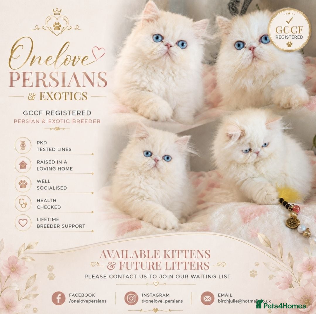 Persian cats 🎀🎀 GCCF Persian Kitten 🎀🎀 - Advert 16