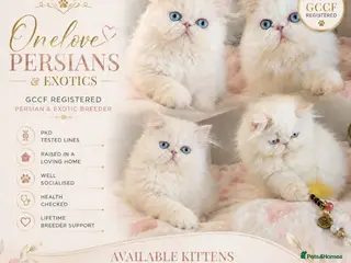 Persian cats 🎀🎀 GCCF Persian Kitten 🎀🎀 - Advert 16