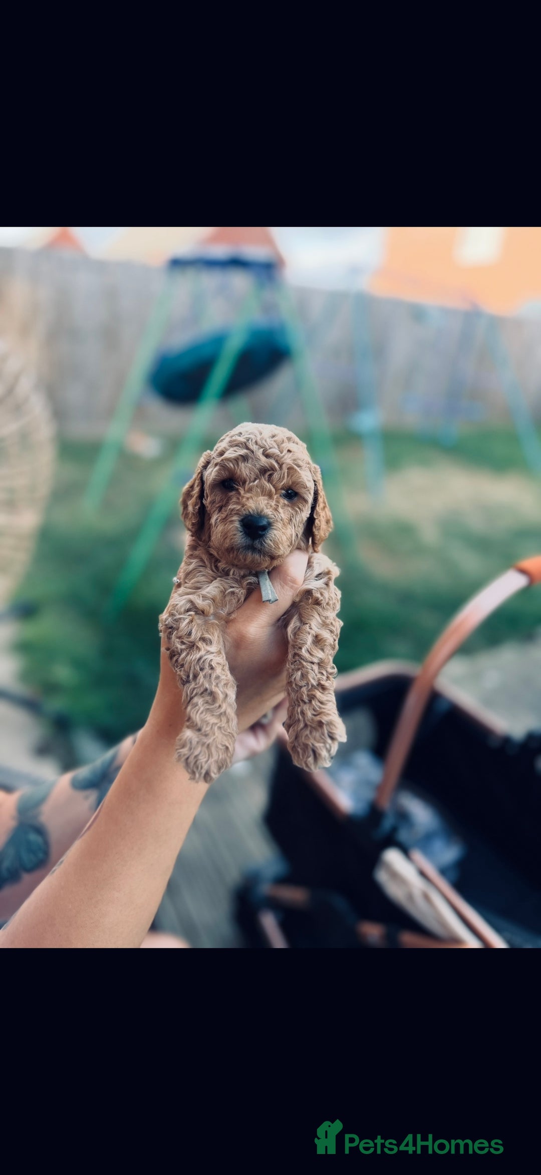 Cavapoo dogs for sale: 1 beautiful curly haired toy poodle boy - Image 2
