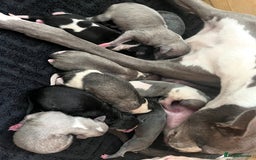 Whippet dogs for sale: STUNNING KC PEDIGREE BLUE BLACK FAWN PUPPIES - Image 3