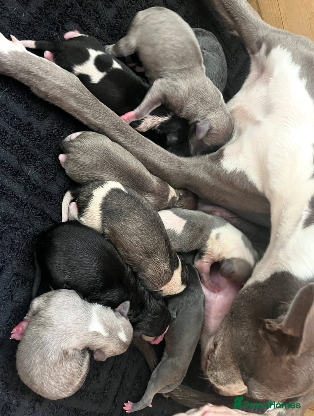 Whippet dogs for sale: STUNNING KC PEDIGREE BLUE BLACK FAWN PUPPIES - Image 3