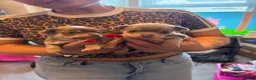 Chihuahua dogs for sale: 🐶Stunning KC Registered Chihuahua puppies 🐶  - Advert 2