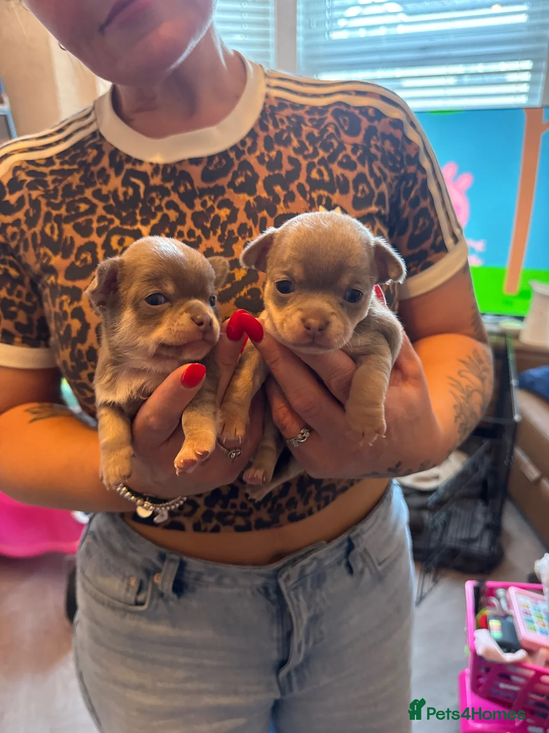 Chihuahua dogs for sale: 🐶Stunning KC Registered Chihuahua puppies 🐶  - Advert 2