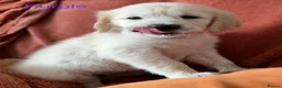 Golden Retriever dogs for sale: KC Golden retriever pups, fame & champion lines - Advert 12