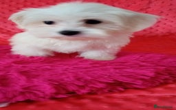 Maltese dogs for sale: Maltese puppies 2 girls and boy in Crewe - Image 5