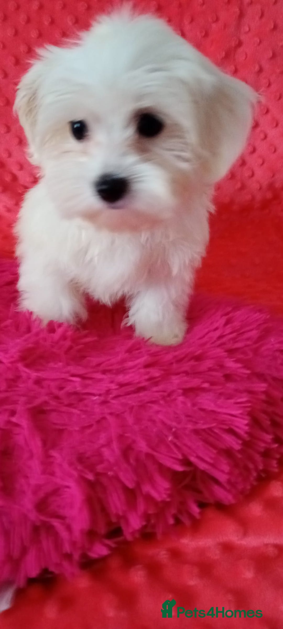 Maltese dogs for sale: Maltese puppies 2 girls and boy in Crewe - Image 5