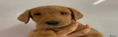 Labrador Retriever Puppy 3 Nogamain