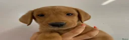 Labrador Retriever dogs for sale: Fox Red Labrador Puppies for sale - Advert 6