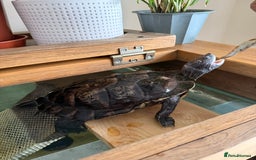 Turtle reptiles for sale: Mississippi Map Turtle & Tank - Image 1