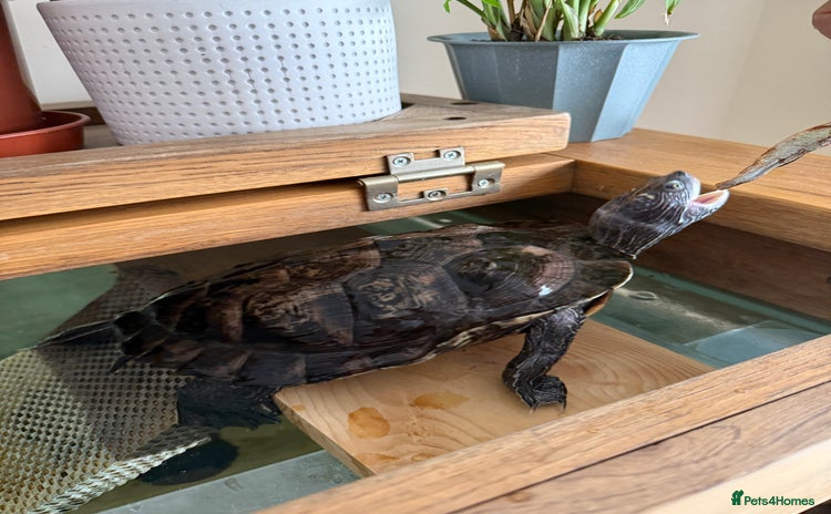 Turtle reptiles - Advert 5