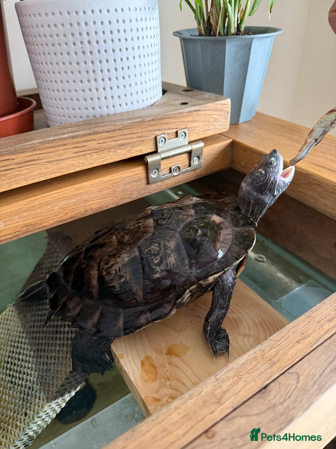 Turtle reptiles for sale: Mississippi Map Turtle & Tank - Image 1