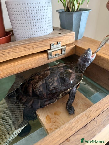Turtle reptiles - Advert 17
