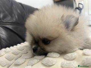 Pomeranian dogs Absolutely stunning true to type Pomeranian - Advert 3