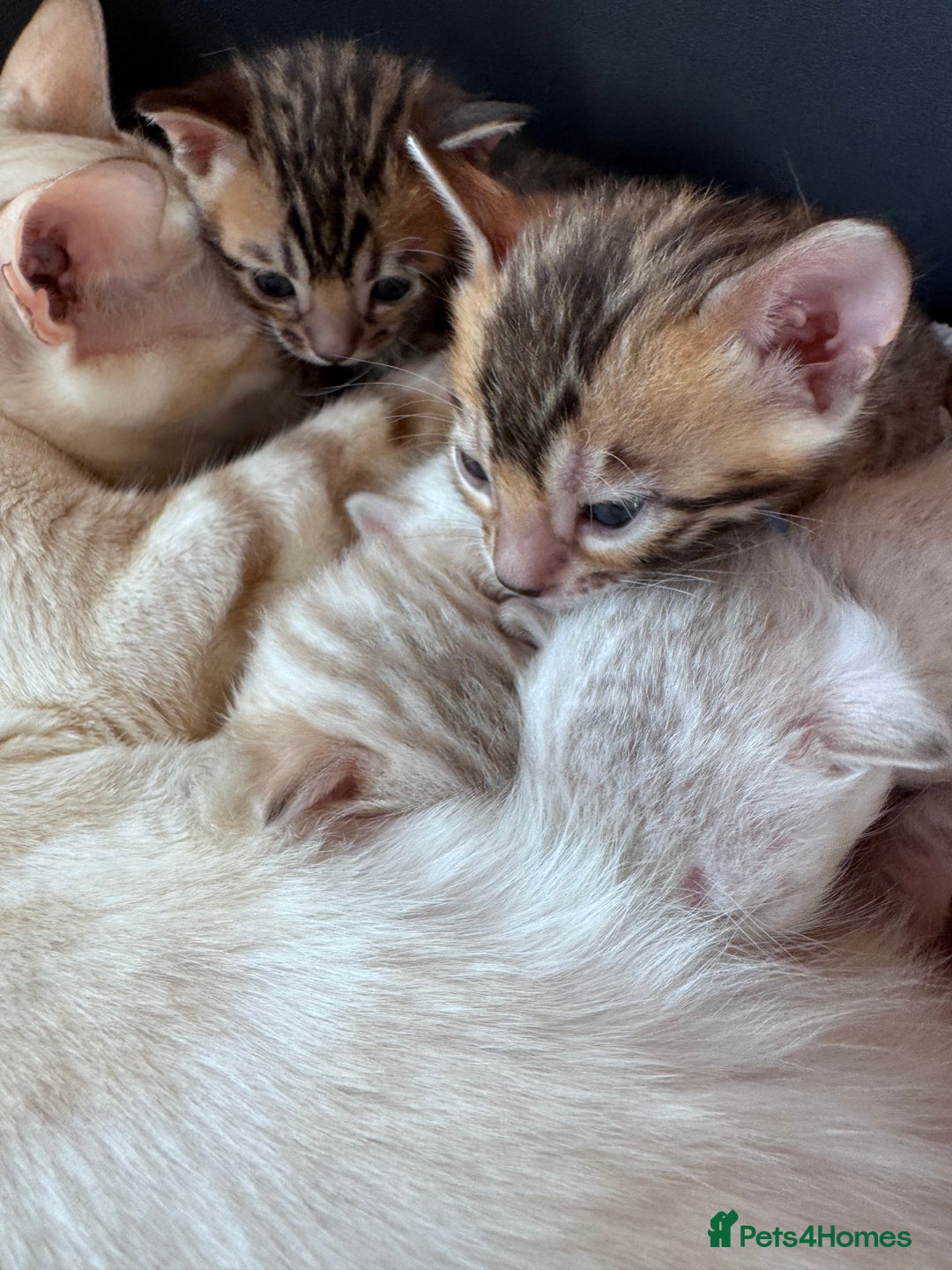 Bengal cats for sale: TICA Reg Bengal Kittens - Browns, Lynx & Mink - Image 16