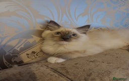 Ragdoll cats for sale: Male bluepoint ragdoll  - Advert 1