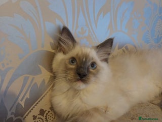 Ragdoll cats - Advert 4