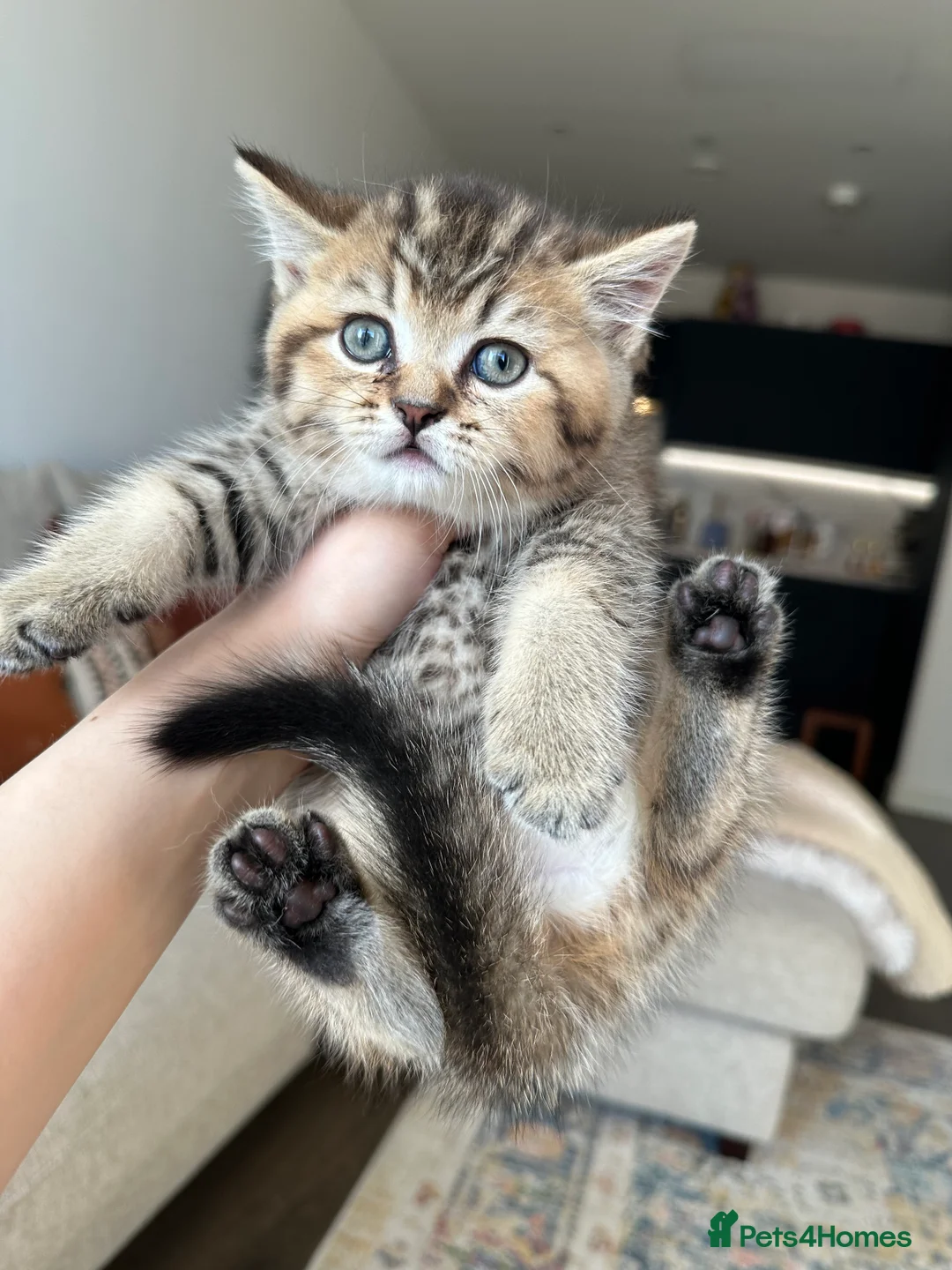 British Shorthair cats for sale: Cinnamon X Golden British Shorthairs - Advert 7